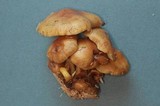 Pholiota olympiana image