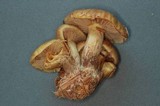 Pholiota olympiana image