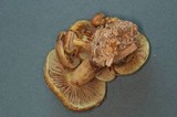 Pholiota olympiana image