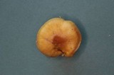 Pholiota olympiana image
