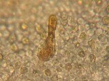 Pholiota olympiana image