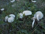 Cuphophyllus virgineus image