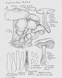 Pholiota olympiana image
