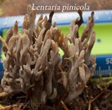 Clavulina rugosa image