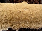Irpex lacteus image