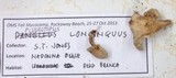 Pleurotopsis longinqua image