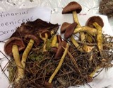 Cortinarius smithii image