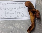 Chroogomphus tomentosus image