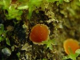 Lamprospora carbonicola image
