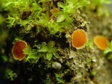 Lamprospora carbonicola image