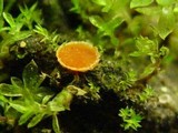 Lamprospora carbonicola image