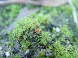 Lamprospora carbonicola image