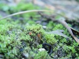 Lamprospora carbonicola image