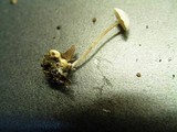 Collybia cookei image
