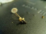 Collybia cookei image