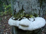 Oxyporus populinus image