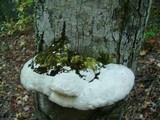 Oxyporus populinus image