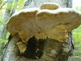 Oxyporus populinus image