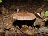 Cortinarius torvus image