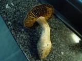 Cortinarius torvus image