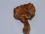 Cortinarius rubicundulus image
