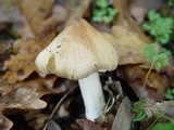 Inocybe rimosa image