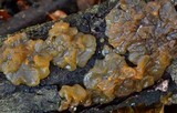 Myxarium nucleatum image