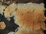 Merulius tremellosus image