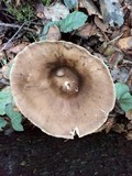 Pluteus exilis image