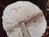 Pluteus exilis image