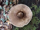 Pluteus exilis image