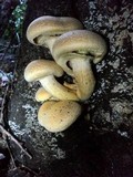 Gymnopilus ventricosus image
