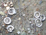 Cyathus olla image
