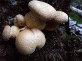 Gymnopilus ventricosus image