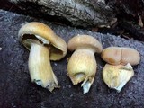 Gymnopilus ventricosus image