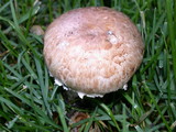Agaricus cupreobrunneus image