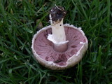 Agaricus cupreobrunneus image
