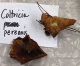 Coltricia perennis image