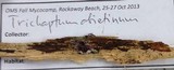 Trichaptum abietinum image