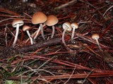 Hypholoma dispersum image