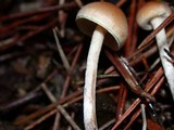 Hypholoma dispersum image