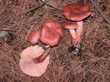 Lactarius rufus image