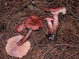 Lactarius rufus image