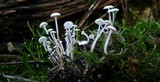 Collybia cirrhata image