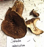 Sarcodon imbricatus image