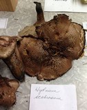 Sarcodon scabrosus image