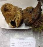 Scleroderma polyrhizum image