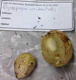 Rhizopogon occidentalis image