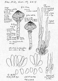 Lepiota felina image