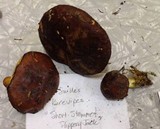 Suillus brevipes image